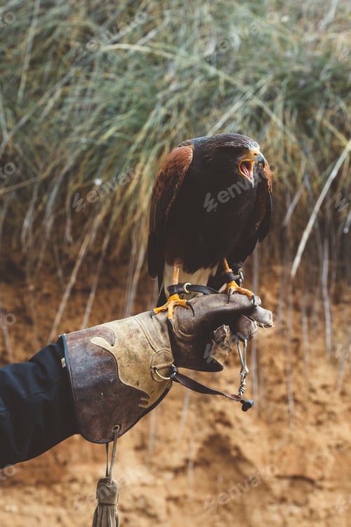 Preview: Man holding falcon on hand