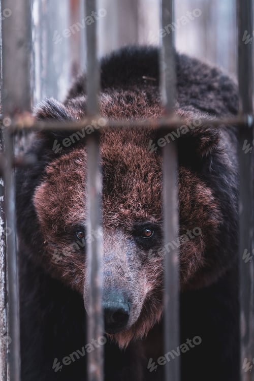 Preview: Vertical closeup of a large, brown bear seen behind the bares in a zoo