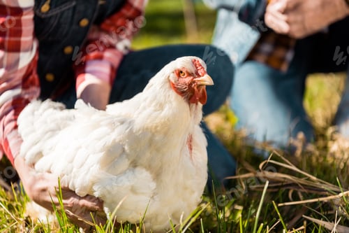 Preview: cropped image of couple of farmers sitting on grass with chicken outdoors