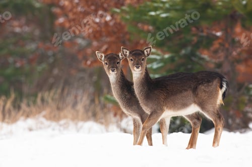 Preview: Young fallow deer siblings standing on field in winter
