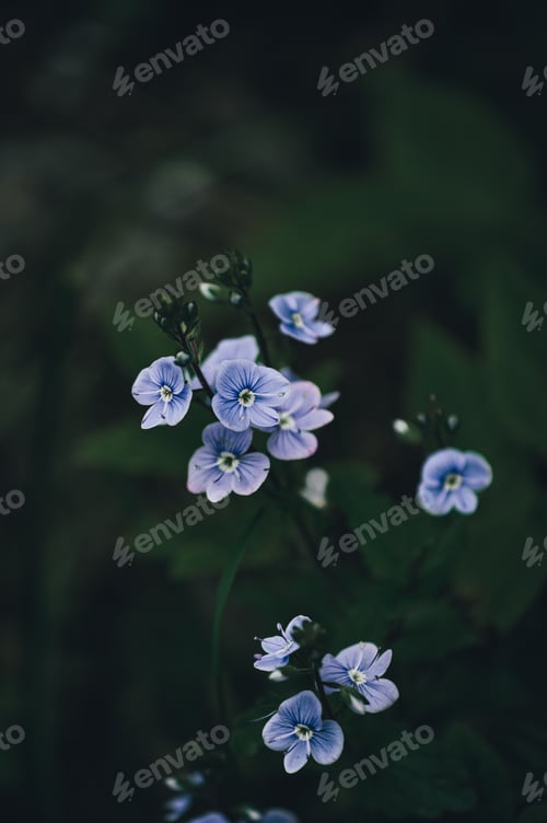 Preview: Pansy flower.Spring. Floral background.
