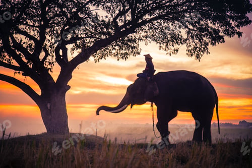 Preview: Elephant at sunrise in Thailand