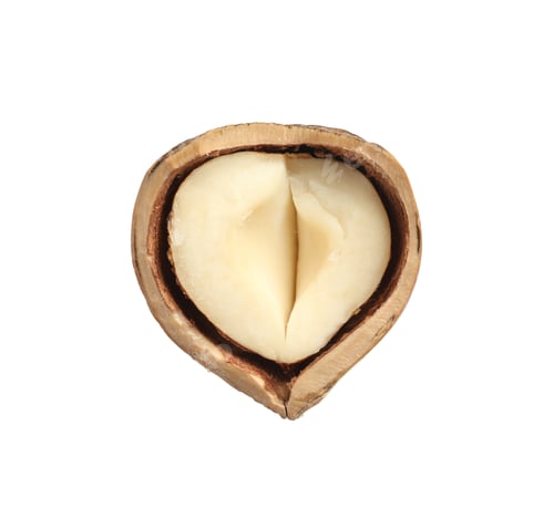 Preview: Half of tasty hazelnut in shell isolated on white
