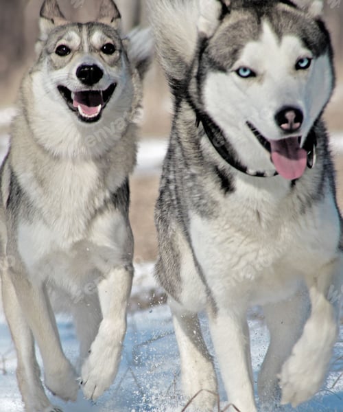 Preview: dog, siberian husky, pets, dogs, wilderness