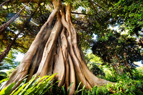 Preview: Ficus tree. gPlant in a park in Puerto de la Cruz. Northern Tenerife, Canary Islands, Spain