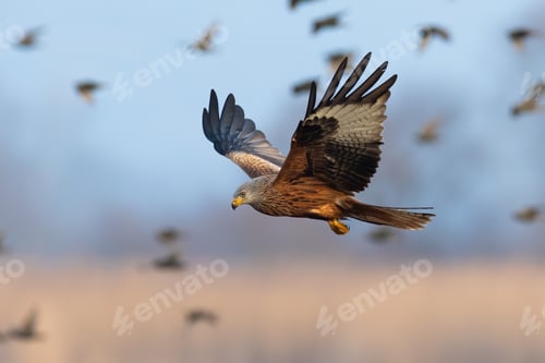 Preview: Red kite flying with bunch of birds in backgorund in blue sky