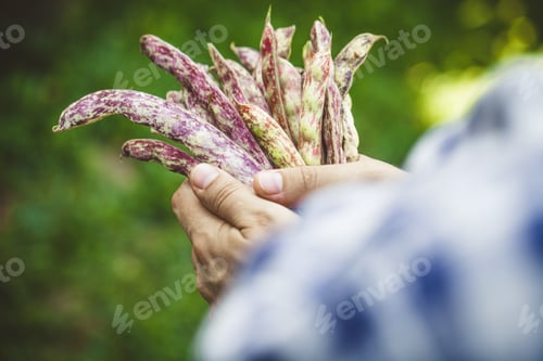 Preview: Fresh Purple Dragon Tongue Beans Harvested From Garden