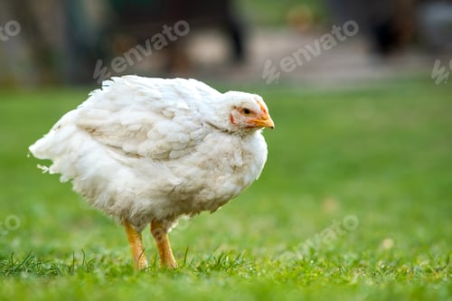 Preview: Hen feed on traditional rural barnyard. Close up of chicken standing on barn yard