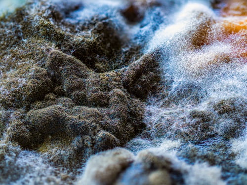 Preview: Macro shot of a fungus, mould, mushroom