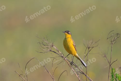Preview: yellow wagtail warble
