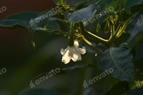 Preview: White flower of the chili pepper