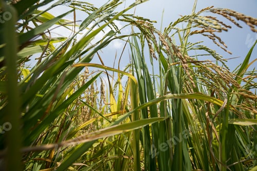 Preview: Rice grain under blue sky