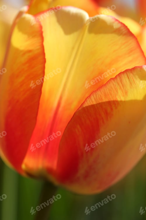 Preview: Tulip