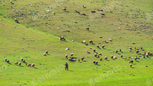 Preview: Shepherd and flock of sheep in pasture