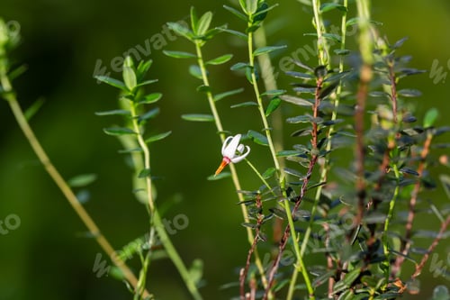 Preview: close-up of a garden flower Vaccinium macrocarpon in the garden
