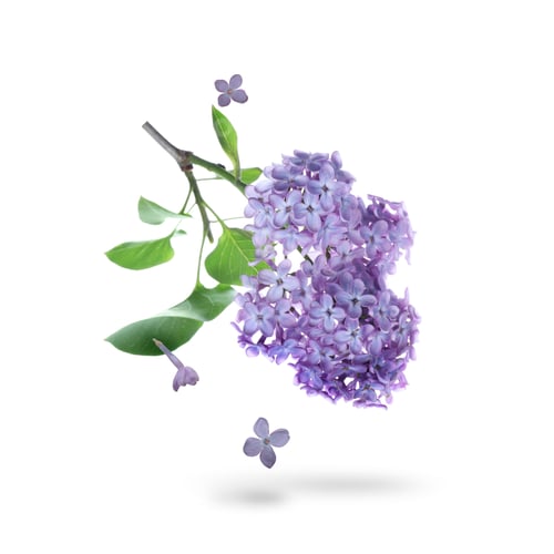 Preview: Beautiful lilac flowers falling on white background
