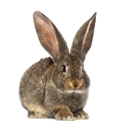 Preview: Rabbit, isolated on white