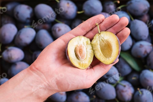 Preview: Harvest plums in the home garden