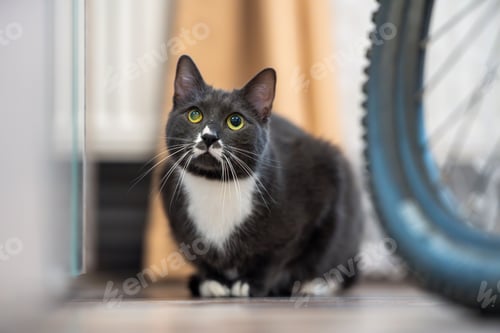 Preview: Curious black and white cat indoors