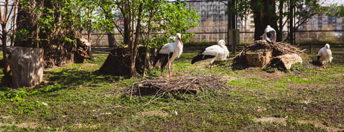 Preview: A white stork is walking on green grass in the zoo on Marit island in Budapest