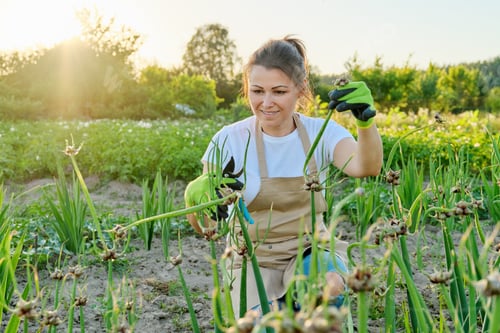 Preview: Woman in vegetable garden with bunk green onion crop