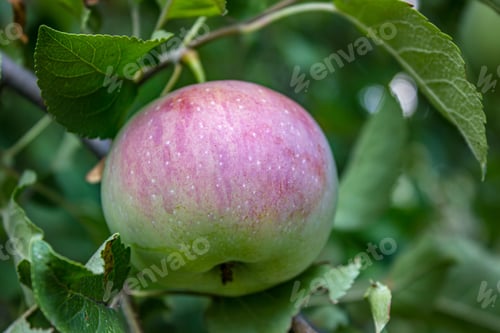 Preview: One large green apple with red-sided on a tree branch, close-up. Ripe fruit.