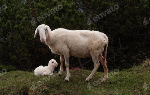 Preview: Sheep and her young cub in the hills