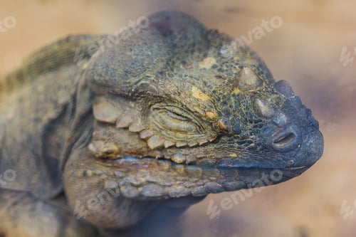 Preview: Rhinoceros Iguana is a rare wild animal.