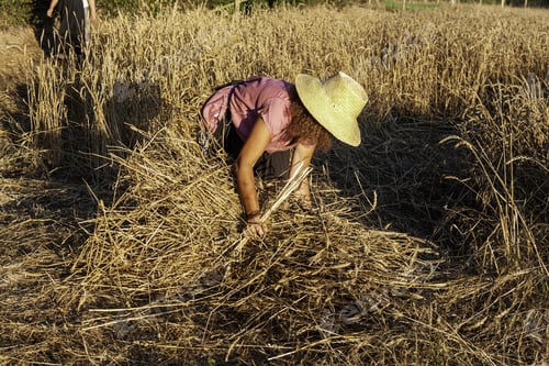 Preview: Unrecognizable woman collecting reaped wheat in the field