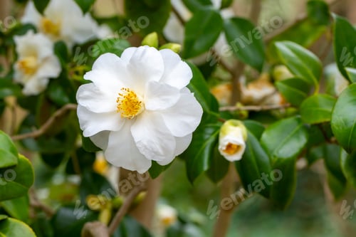 Preview: Japanese Camellia (Camellia japonica) in sunny spring. Köln botanical gardens,