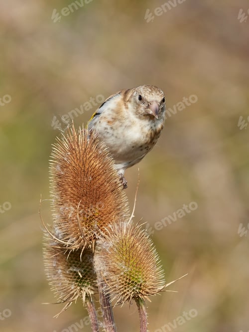 Preview: European goldfinch (Carduelis carduelis)