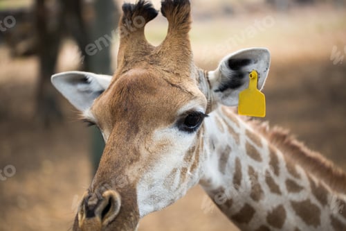 Preview: Reticulated giraffe close-up at the zoo. Mauritius