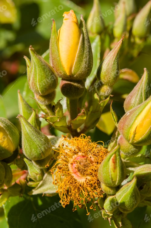Preview: Rose flowers and buds in full bloom