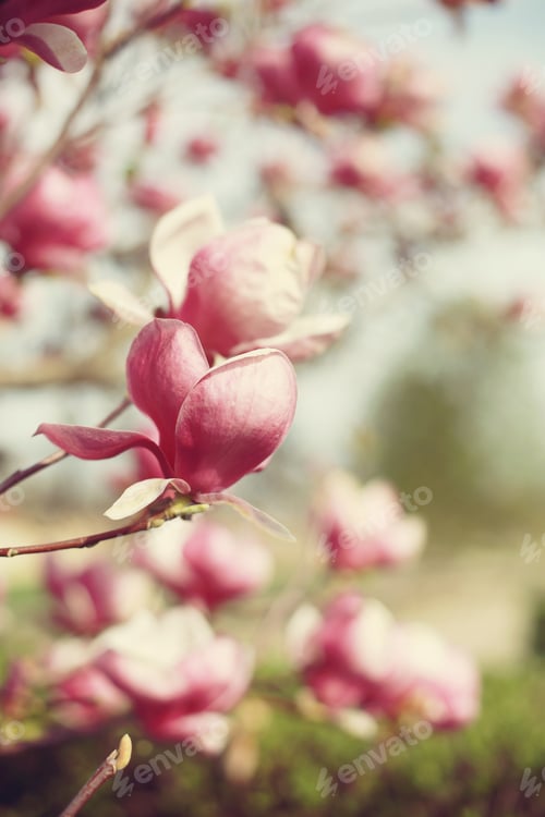 Preview: Blooming Pink Magnolia Flowers in a Garden