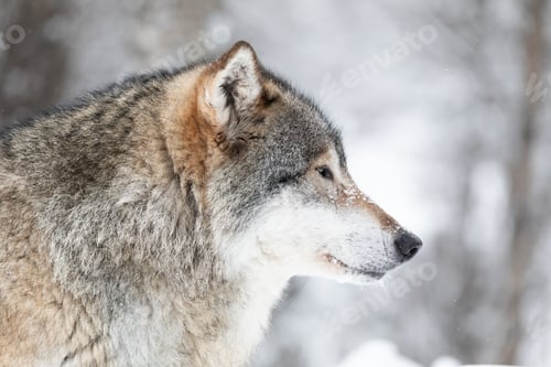 Preview: Close-up of beautiful wolf in the snow in beautiful winter forest