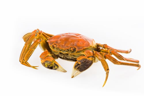 Preview: delicious cooked crab closeup