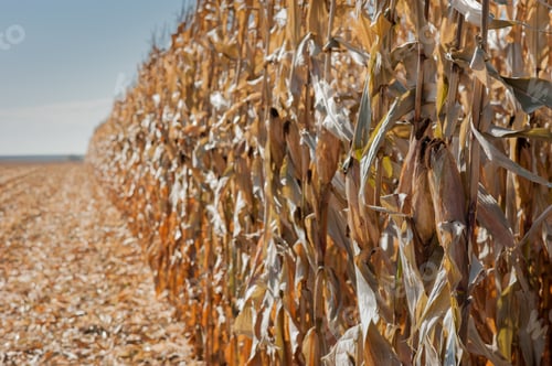 Preview: dry yellow ears of corn close-up on the edge of the field ready for harvest