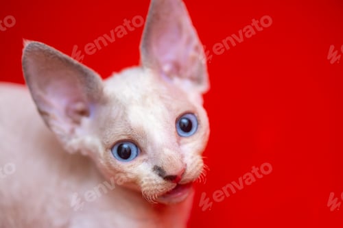 Preview: a small white Devon Rex kitten A with blue eyes looks at the camera on a red background