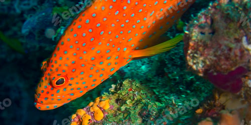 Preview: Coral Grouper, North Ari Atoll, Maldives