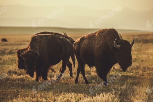 Preview: North American Bisons