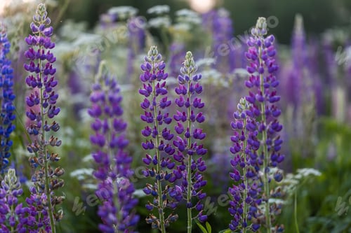 Preview: Lupine flowers in a foggy field during sunset in the Moscow region