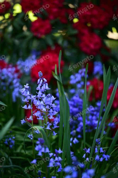 Preview: Beautiful spring flowers in Victoria, BC, Canada