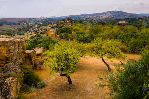 Preview: Valley of the Temples (Valle dei Templi), Olive trees and The Temple of Concordia (Tempio della Conc