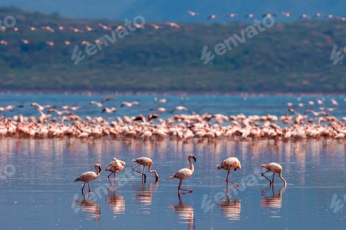 Preview: Flamingos