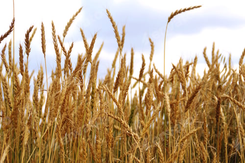 Preview: Wheat field