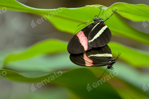 Preview: Mating Butterflies