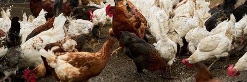 Preview: Hens pecking oat, grains and other feed