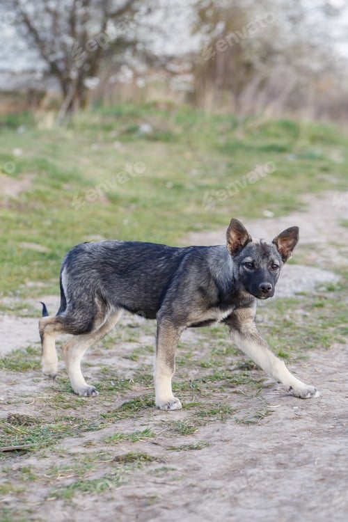 Preview: stray small dogs on the street, protecting animals and nature
