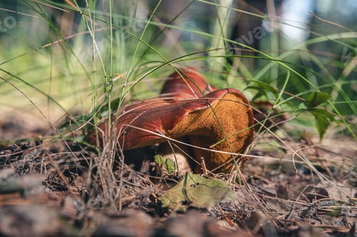 Preview: Beautiful mushroom moss in the sun