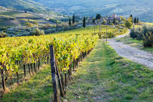 Vineyard Rows and Italian Countryside on a Sunny Day